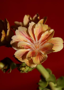 Blossom close up flowering