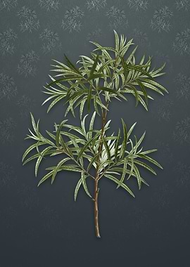 Vintage Bitter Willow