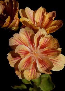 Flower blossoming close up