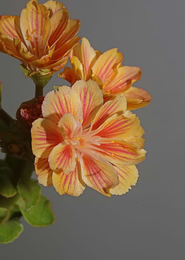 Blossom close up flowering