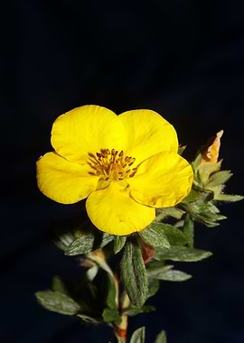 Yellow dasiphora flowering