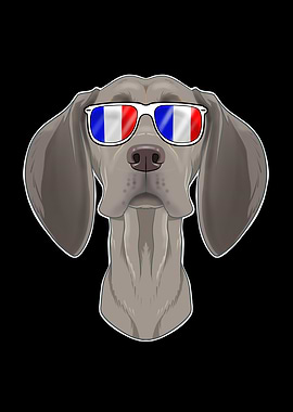 Weimaraner France