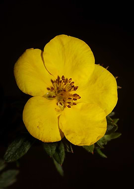 Yellow dasiphora blossoms