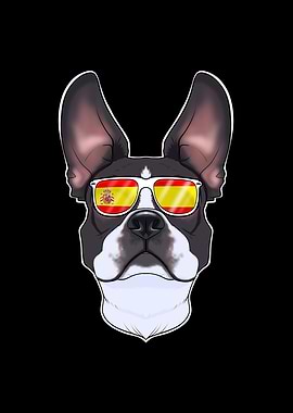 Boston Terrier I Spain