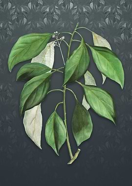 Vintage Camphor Tree