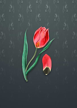 Vintage Suns Eye Tulip