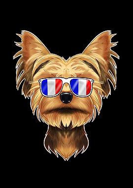 Yorkshire Terrier France