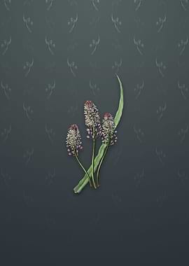 Meadow Squill Flower