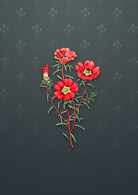 Portulaca Splendens Flower