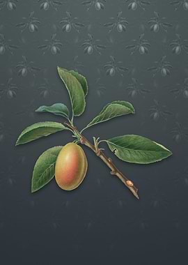 Vintage Armenian Plum