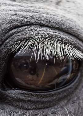The eye of a Horse