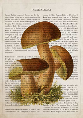 Mushroom Imleria badia