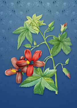 Vintage Lavatera Phoenicea