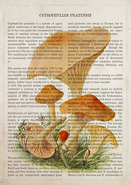 Mushroom Cuphophyllus