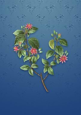 Crossberry on Bahama Blue