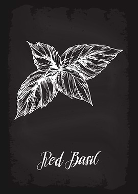 Kitchen Herbs Red Basil
