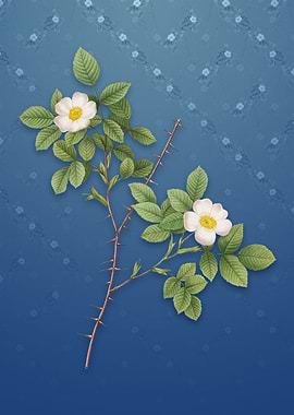 Spiny Leaf Rose of Dematra