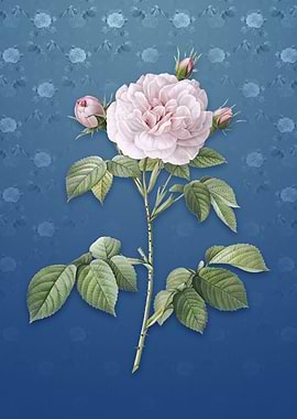 Rosa Alba on Bahama Blue