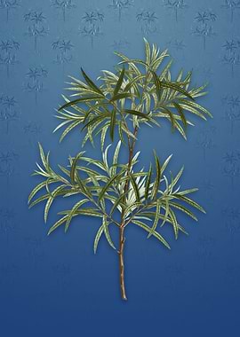 Vintage Bitter Willow