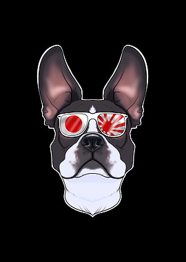 Boston Terrier Japan