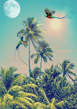 Quetzal and Hummingbird