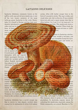 Mushroom Saffron Milk Cap