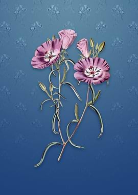 Purple Evening Primrose