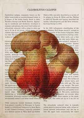 Mushroom Bitter Beech Bole