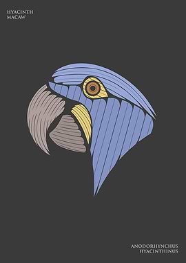 Hyacinth Macaw