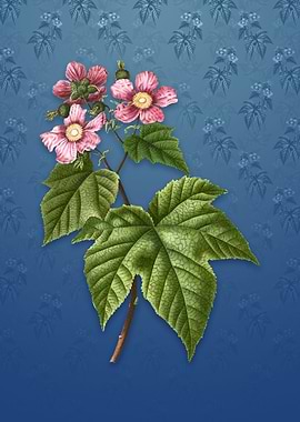 Purple Flowered Raspberry