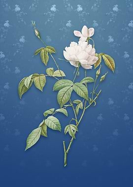 Vintage White Bengal Rose