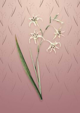 Gladiolus Cuspidatus