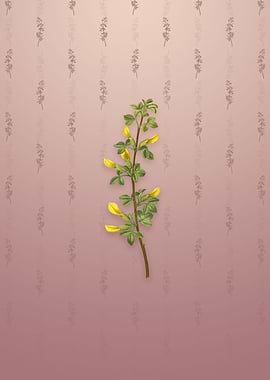 Vintage Common Cytisus