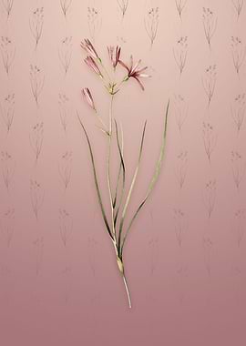 Vintage Amaryllis Montana