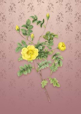 Yellow Sweetbriar Rose