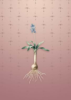 Vintage Scilla Lingulata