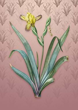 Vintage Hungarian Iris