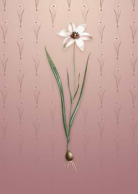 Lady Tulip on Dusty Pink