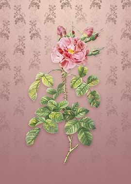 Four Seasons Rose in Bloom