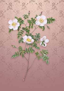 White Candolles Rose