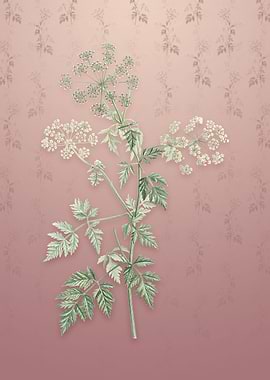 Vintage Hemlock Flowers