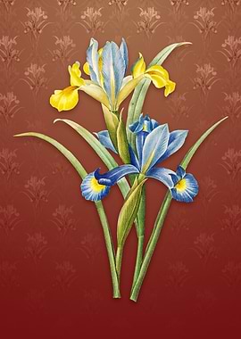 Vintage Spanish Iris