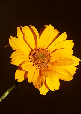 Yellow flower background