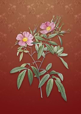 Vintage Pink Swamp Roses