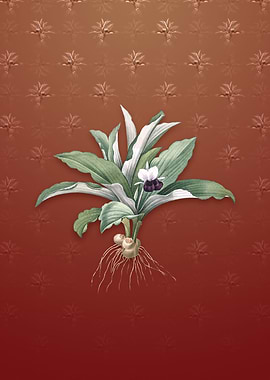 Kaempferia Angustifolia