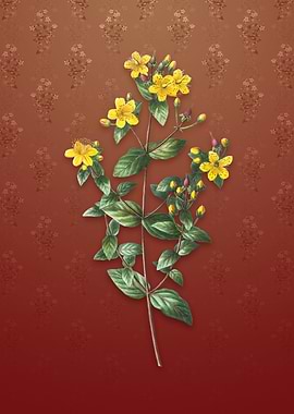 Vintage Stinking Tutsan