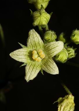 Star flower blossom macro