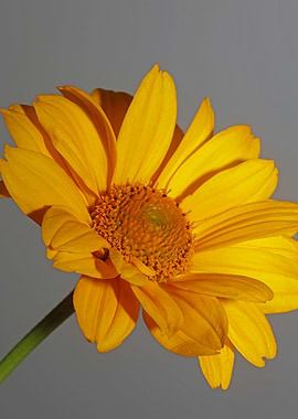 Heliopsis flower close up
