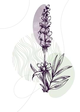 Lavender Botanical Nordic