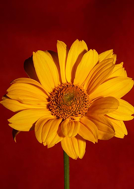 Yellow flower blossoming